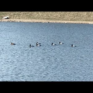 Meet your Posher, Pam